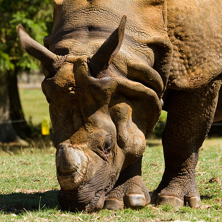 1008 Whipsnade (21)
