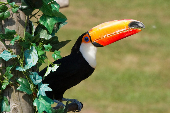 1008 Whipsnade (43)