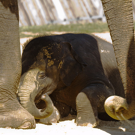 1008 Whipsnade (24)
