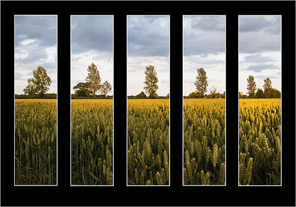 Strip Farming