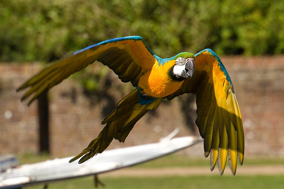 1008 Whipsnade (52)